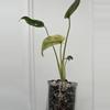 plant/White Monster Monstera-2-thumbnail