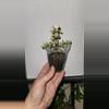 plant/Varigated Elephant Plant mini start GC-1-thumbnail