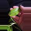 plant/Yellow Flame Pothos rooted cutting-1-thumbnail