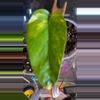 plant/Yellow Flame Pothos rooted cutting-0-thumbnail