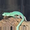plant/Young Male & Female Pair Green Keeled Lizards (Gastropholis prasina)-0-thumbnail