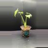 plant/Mint monstera, Large Form #21-1-thumbnail