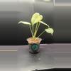 plant/Mint monstera, Large Form #24-1-thumbnail
