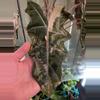 plant/Alocasia Pink Pseudosanderiana CORM-1-thumbnail