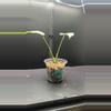 plant/Mint monstera, Large Form #20-1-thumbnail