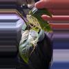 plant/Epipremnum pinnatum variegata 'marble king' cuttings-0-thumbnail