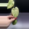 plant/Mint monstera, Large Form #24-4-thumbnail