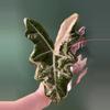 plant/Alocasia Pink Pseudosanderiana CORM-0-thumbnail