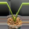 plant/Mint monstera, Large Form #20-3-thumbnail