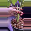 plant/Mint monstera, Large Form-#15-3-thumbnail