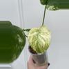 plant/White Monster Monstera-0-thumbnail