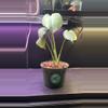 plant/Mint monstera, Large Form-#15-1-thumbnail