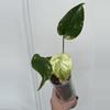 plant/White Monster Monstera-1-thumbnail