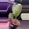 plant/Mint monstera, Large Form-#15-0-thumbnail