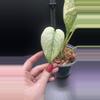 plant/Mint monstera, Large Form #24-2-thumbnail