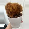plant/10” Golden Chicken Fern-1-thumbnail