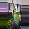 plant/Epipremnum pinnatum variegata 'marble king' cuttings-1-thumbnail