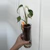 plant/Large form Albo Monstera Delisciosa-4-thumbnail