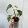 plant/Large form Albo Monstera Delisciosa-1-thumbnail