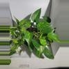 plant/Golden Pothos large bucket-3-thumbnail