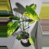 plant/Philodendron burle max veragated #7257-0-thumbnail