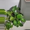 plant/Golden Pothos large bucket-2-thumbnail