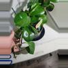 plant/Peperomia Obtusifolia #7254-4-thumbnail