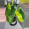 plant/Philodendron burle max veragated #7257-6-thumbnail
