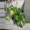 plant/Golden Pothos large bucket-0-thumbnail