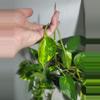 plant/Golden Pothos large bucket-4-thumbnail