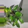 plant/Golden Pothos large bucket-7-thumbnail