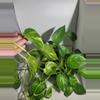 plant/Golden Pothos large bucket-5-thumbnail