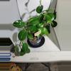 plant/Peperomia Obtusifolia #7254-0-thumbnail