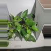 plant/Golden Pothos large bucket-6-thumbnail