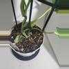 plant/Philodendron burle max veragated #7257-5-thumbnail