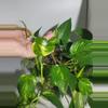 plant/Golden Pothos large bucket-1-thumbnail