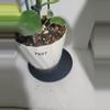 plant/Philodendron burle max veragated #7257-7-thumbnail