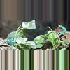 plant/Young Male & Female Pair Green Keeled Lizards (Gastropholis prasina)-2-thumbnail