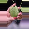 plant/Mint monstera, Large Form #21-2-thumbnail
