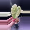 plant/Mint monstera, Large Form #24-0-thumbnail