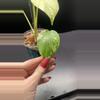 plant/Mint monstera, Large Form #24-3-thumbnail