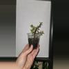 plant/Varigated Elephant Plant mini start GC-0-thumbnail