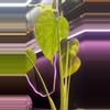 plant/Mint monstera, Large Form-#15-4-thumbnail