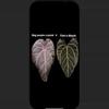 plant/Anthurium SKG purple crystal X tims black original clone-1-thumbnail