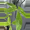 plant/Variegated money tree-1-thumbnail