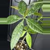 plant/Variegated money tree-2-thumbnail