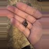 plant/Alocasia Simpo Aurea CORM-1-thumbnail