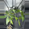 plant/Variegated money tree-0-thumbnail