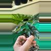 plant/Alocasia Simpo Aurea CORM-0-thumbnail