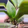 free_shipping/Hoya Thai Sunrise-ADD On-3-thumbnail